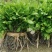 南板蓝根幼苗（种植加工回收）量大从优重要的是种一年管3年