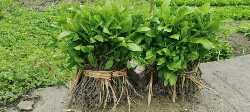 南板蓝根幼苗（种植加工回收）量大从优重要的是种一年管3年
