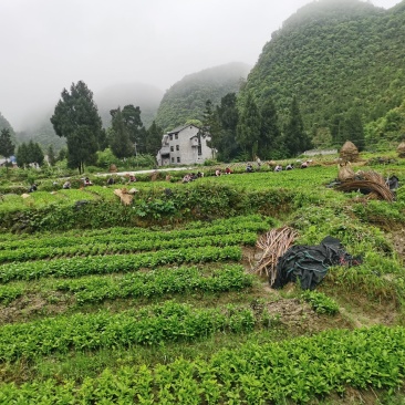 南板蓝根幼苗（种植加工回收）量大从优重要的是种一年管3年