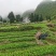 南板蓝根幼苗（种植加工回收）量大从优重要的是种一年管3年