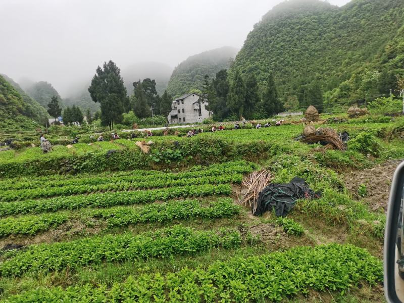 南板蓝根幼苗（种植加工回收）量大从优重要的是种一年管3年