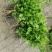南板蓝根幼苗（种植加工回收）量大从优重要的是种一年管3年