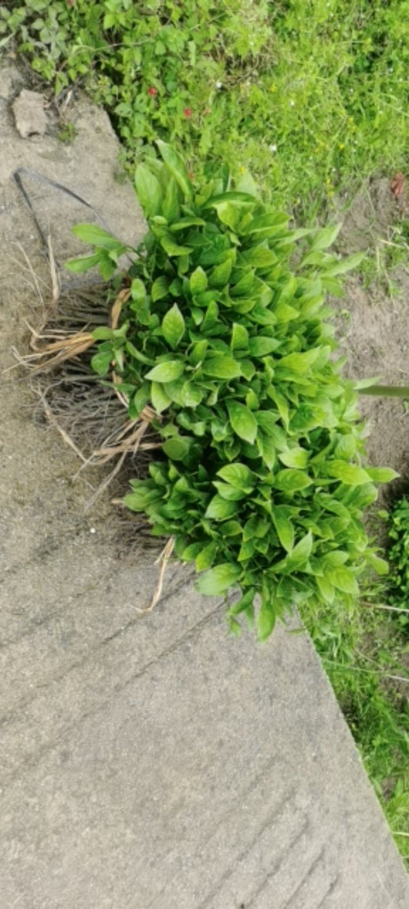 南板蓝根幼苗（种植加工回收）量大从优重要的是种一年管3年