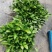 南板蓝根幼苗（种植加工回收）量大从优重要的是种一年管3年
