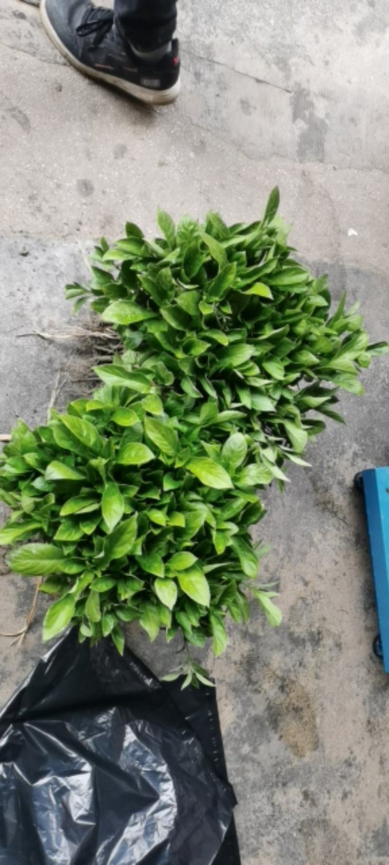 南板蓝根幼苗（种植加工回收）量大从优重要的是种一年管3年