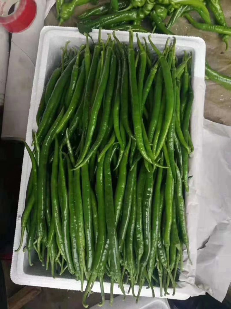 直流还长颜色还绿
