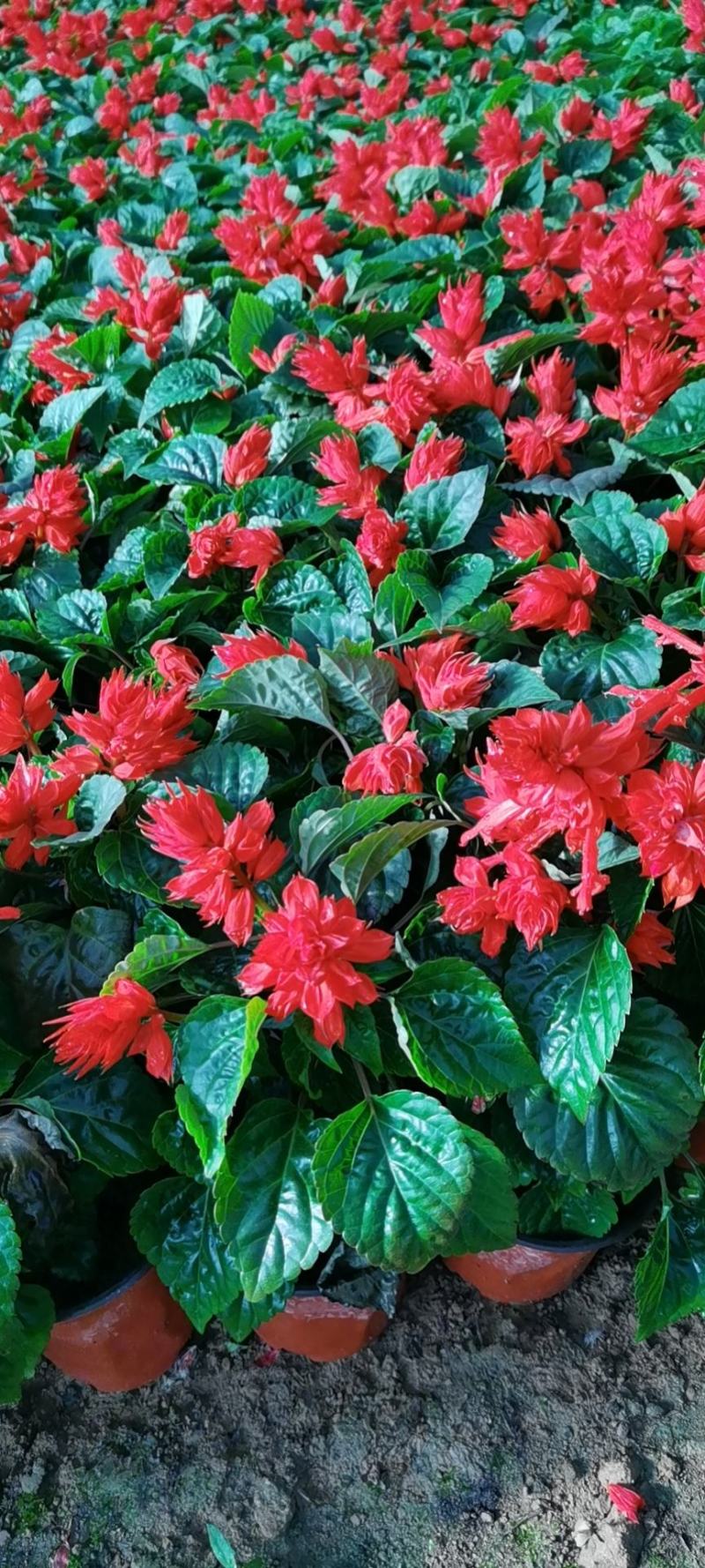 双色盆优质开花一串红五一草花专供基地出货