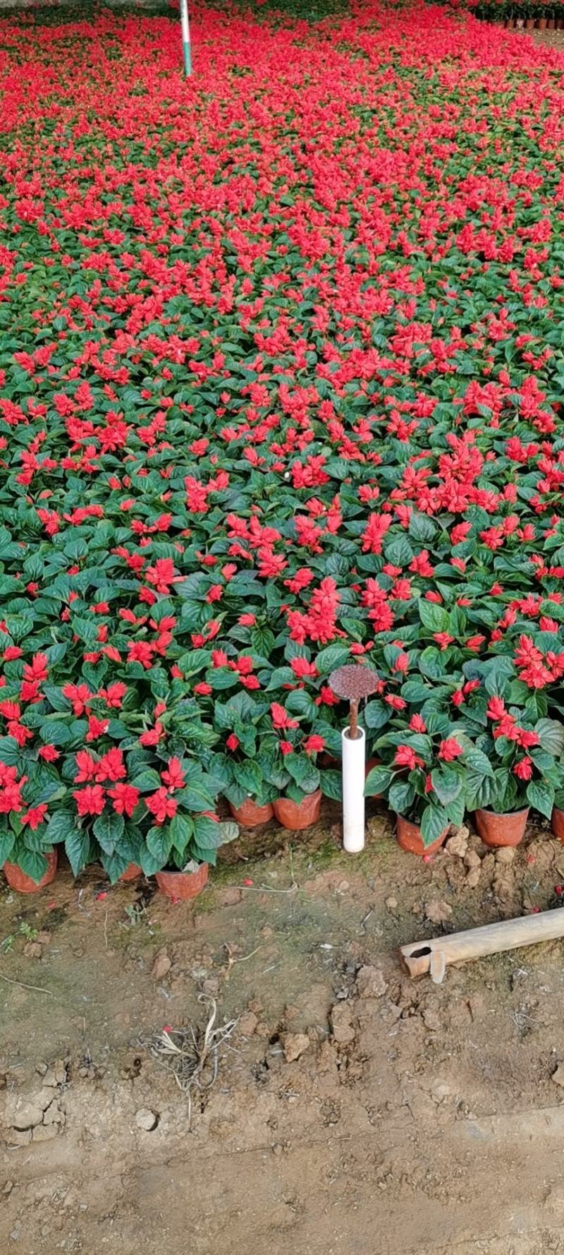 双色盆优质开花一串红五一草花专供基地出货
