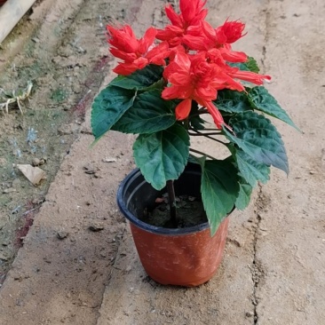 双色盆优质开花一串红五一草花专供基地出货