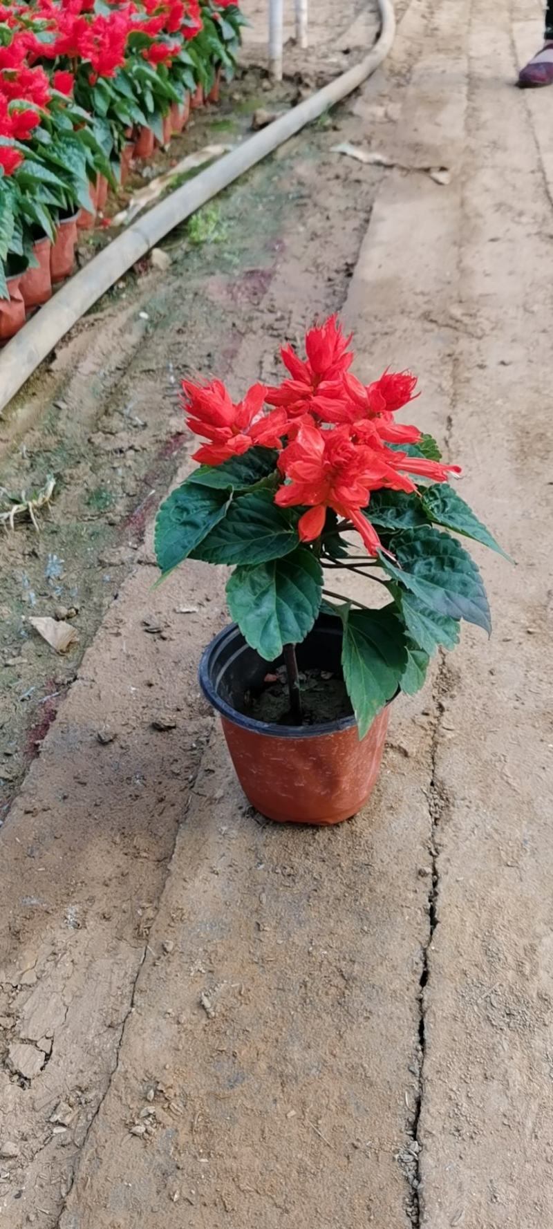 双色盆优质开花一串红五一草花专供基地出货