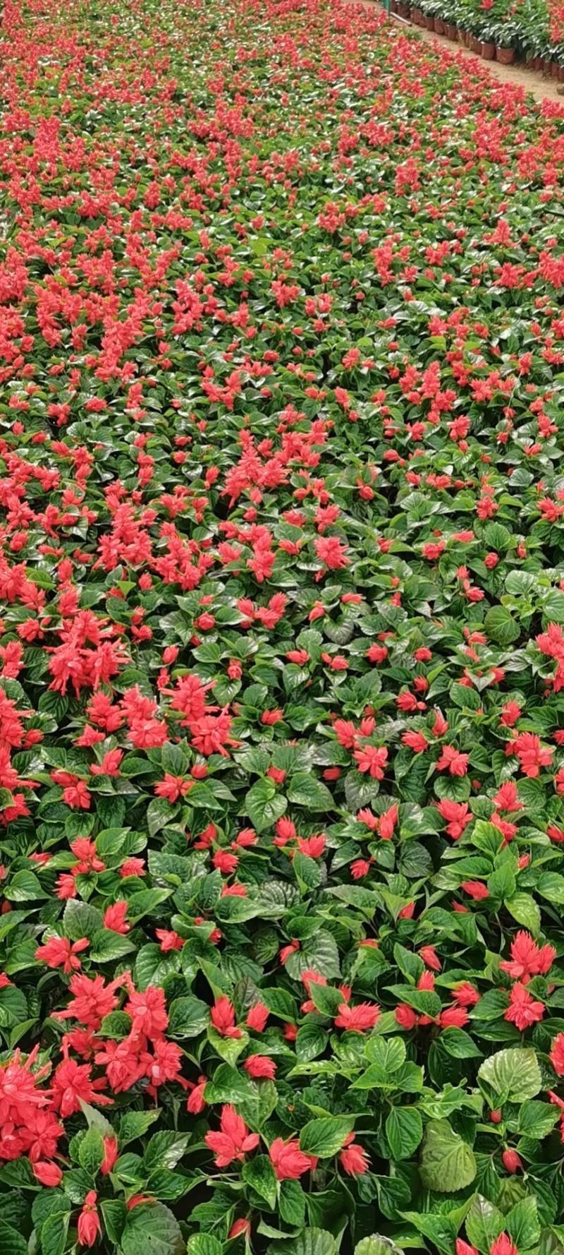 双色盆优质开花一串红五一草花专供基地出货