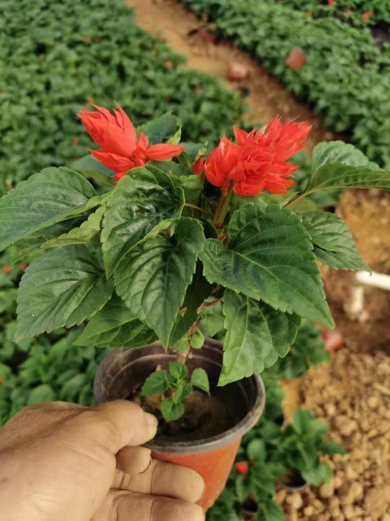 双色盆优质开花一串红五一草花专供基地出货