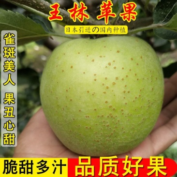 【一件代发】王林苹果青苹果酸甜水果新鲜当季整箱包邮