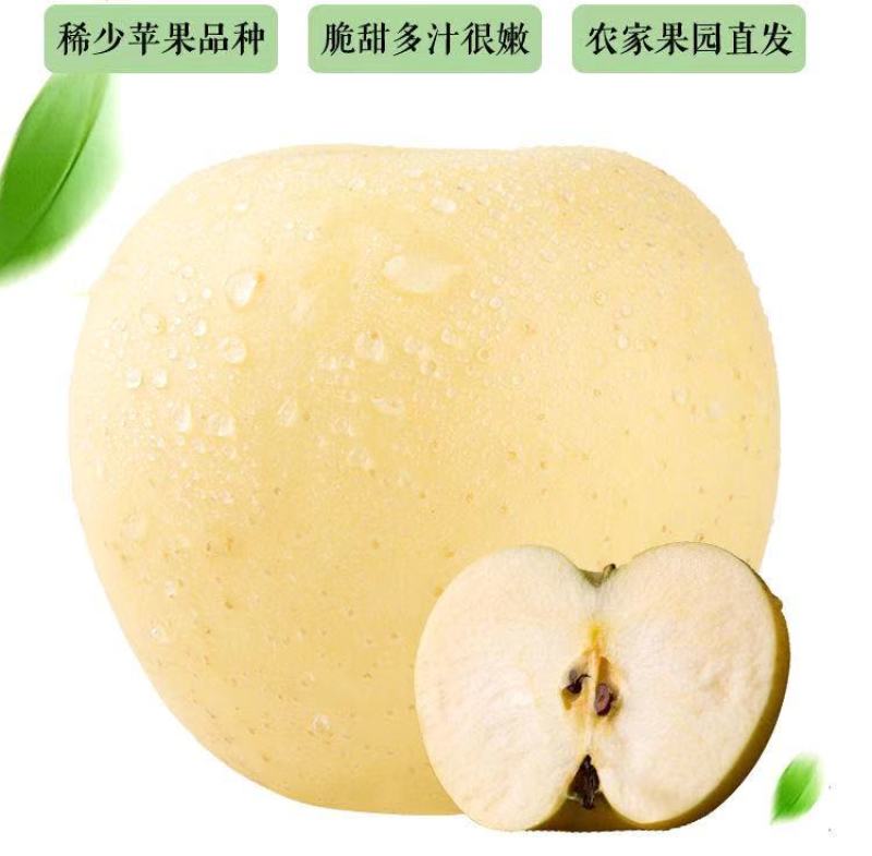 【一件代发】【一手货源】黄金帅苹果粉面香甜当季新鲜包邮