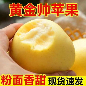【一件代发】【一手货源】黄金帅苹果粉面香甜当季新鲜包邮