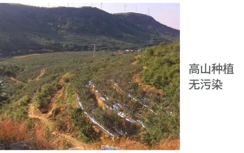 【一件代发】【一手货源】黄金帅苹果粉面香甜当季新鲜包邮
