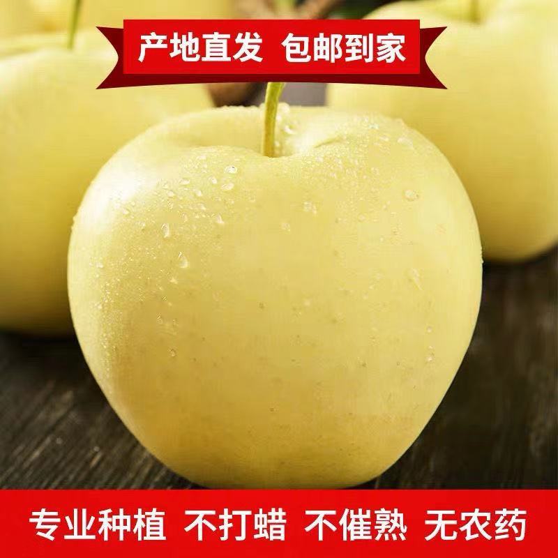 【一件代发】【一手货源】黄金帅苹果粉面香甜当季新鲜包邮