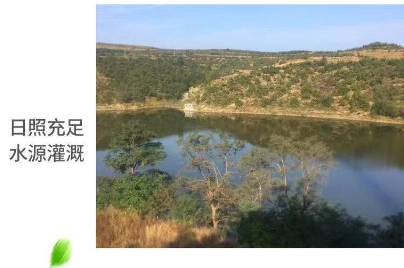 【一件代发】【一手货源】黄金帅苹果粉面香甜当季新鲜包邮
