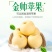 【一件代发】【一手货源】黄金帅苹果粉面香甜当季新鲜包邮