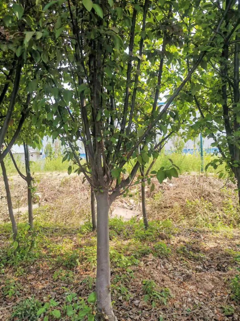 西府海棠4公分-12公分有量，价格不贵。还有北美海棠