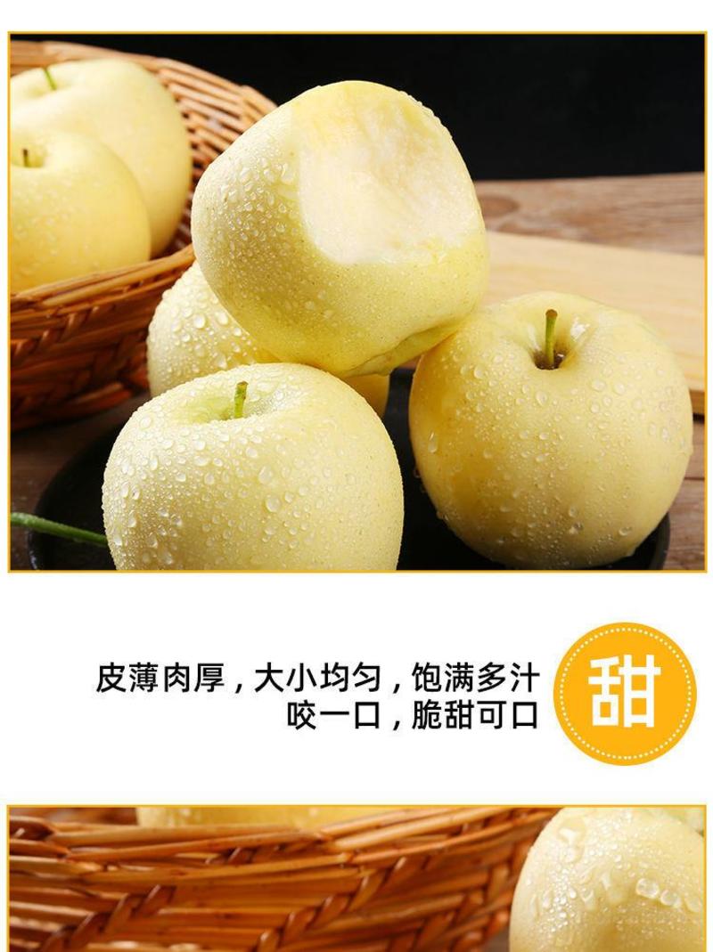 烟台黄元帅苹果粉面香甜产地一件代发一手货源