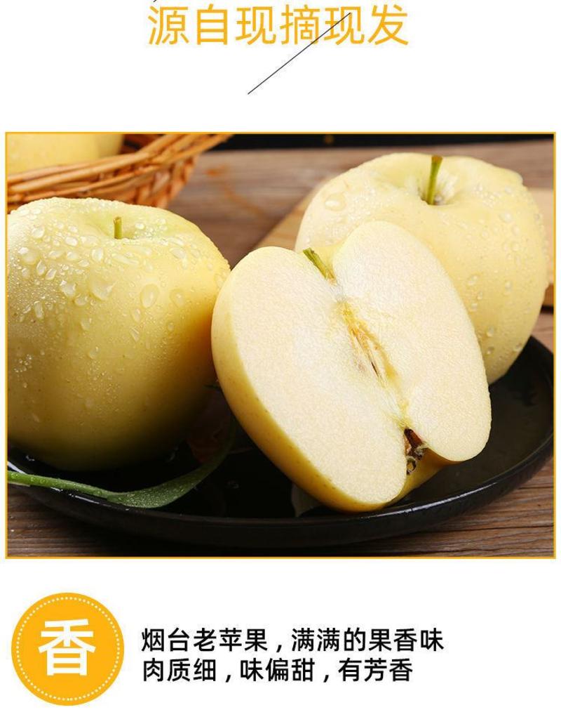 烟台黄元帅苹果粉面香甜产地一件代发一手货源