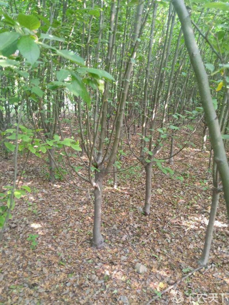 西府海棠4公分-12公分有量，价格不贵。还有北美海棠