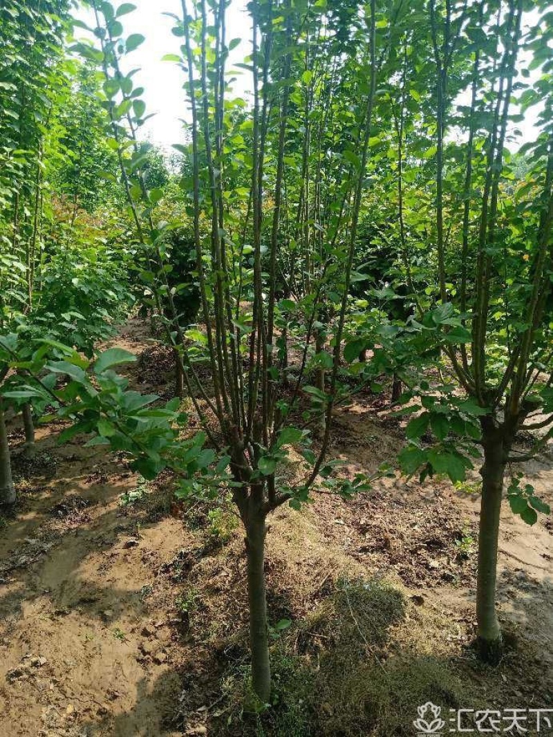西府海棠4公分-12公分有量，价格不贵。还有北美海棠