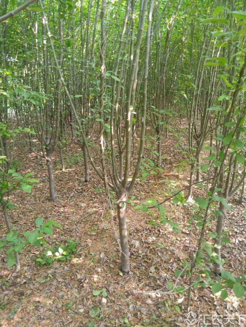 西府海棠4公分-12公分有量，价格不贵。还有北美海棠