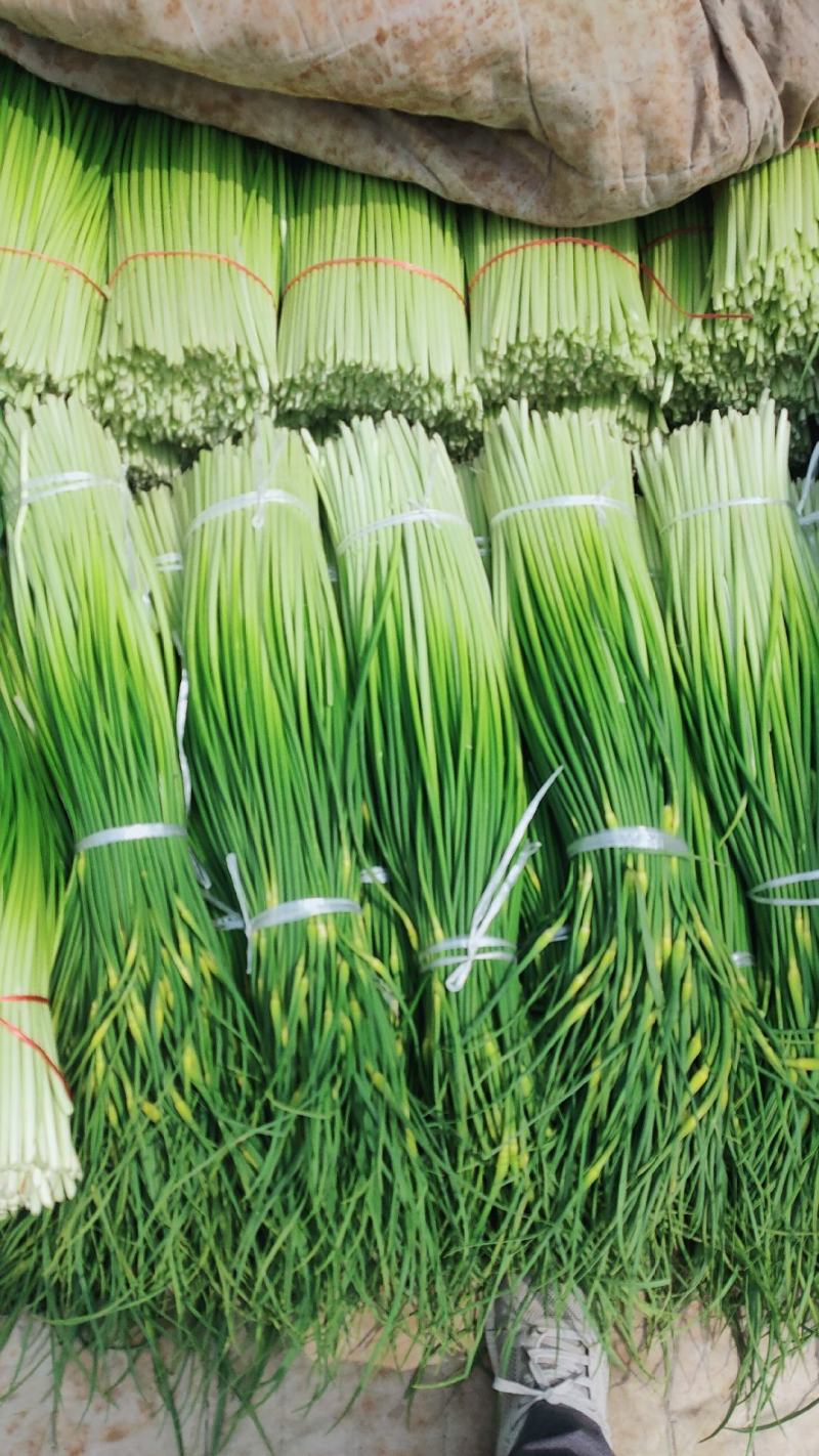 白帽蒜苔大量上市山东蒜苔产地直发量大价优