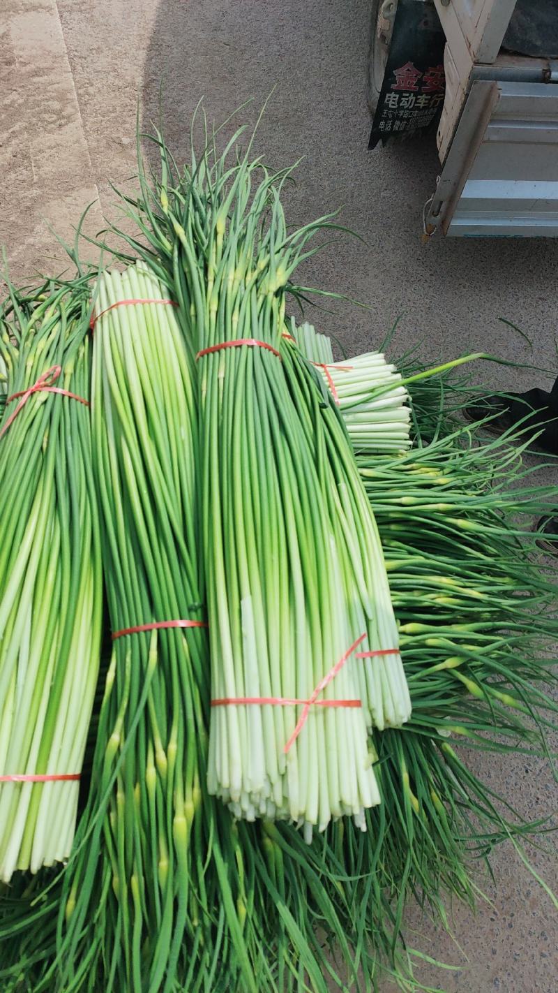 白帽蒜苔大量上市山东蒜苔产地直发量大价优