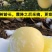【一件代发】脆甜多汁奶油富士苹果新鲜吃的水果糖心水果包邮