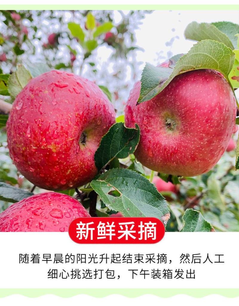 【一件代发】云南四川山西丑苹果当季新鲜苹果水果整箱包邮