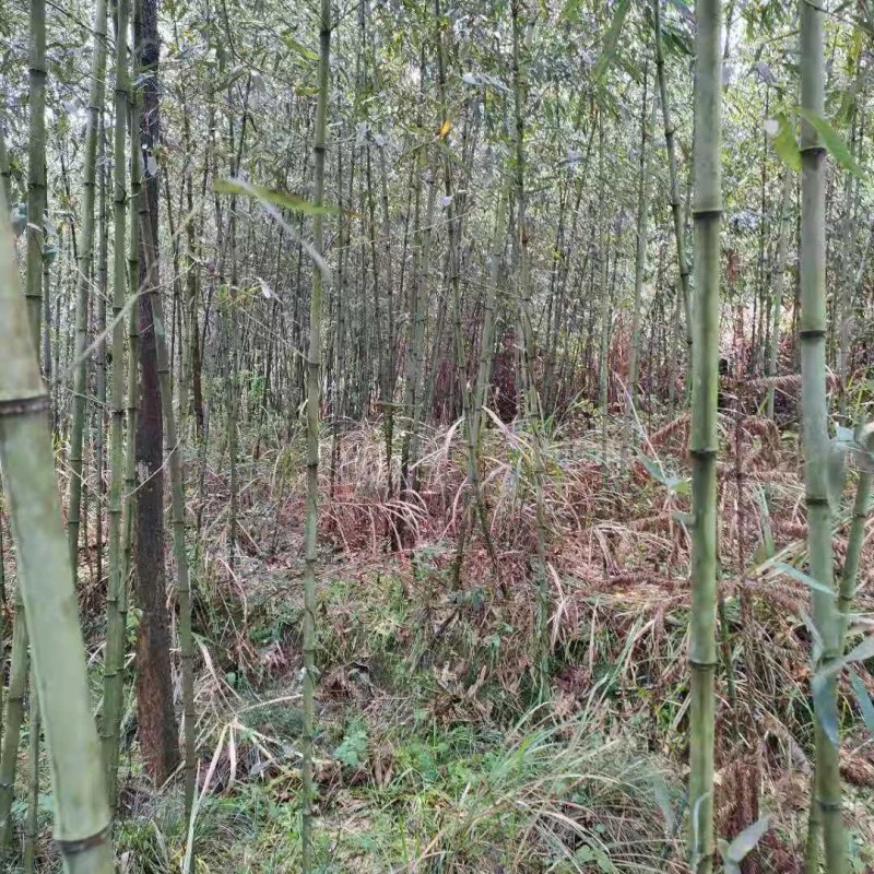 钢竹2-3公分钢竹大量供应