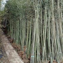 钢竹2-3公分钢竹大量供应