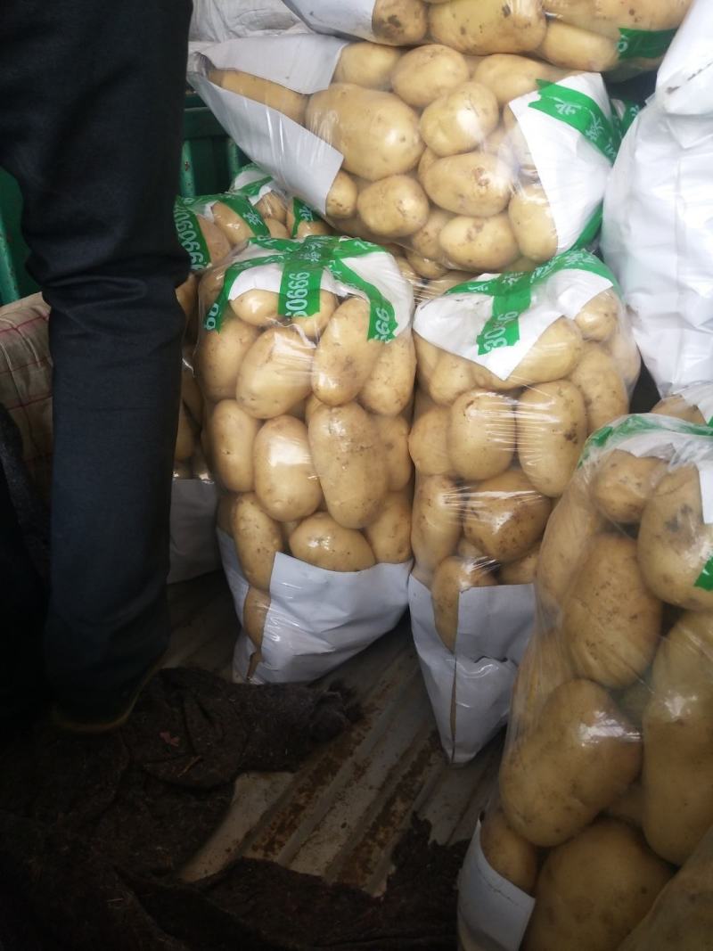 山东泰安新土豆大量上市