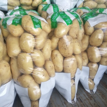 山东泰安新土豆大量上市