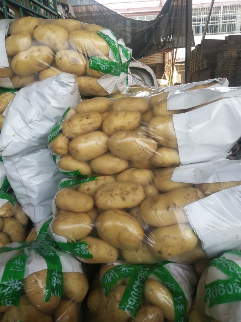 山东泰安新土豆大量上市