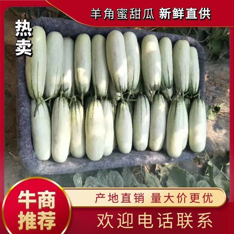 大棚甜瓜山东甜瓜羊角蜜甜瓜微商电商大量供应