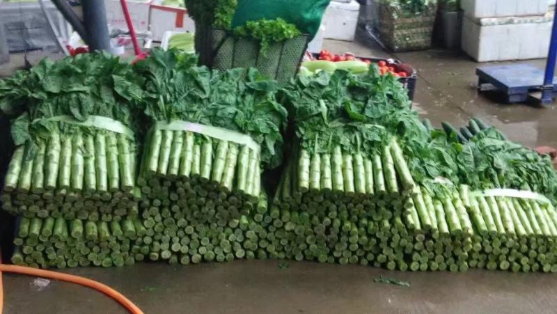 圆叶耐寒莴笋种子高桩形皮色青肉色青竹筒青莴笋种子