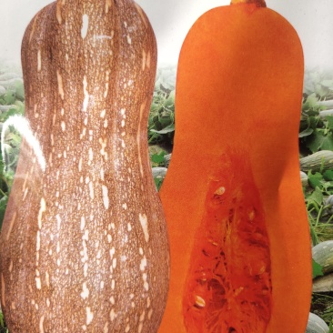 蜜甜南瓜杂交一代，早中熟，瓜型粗棒锤型肉厚，成熟瓜皮橙黄
