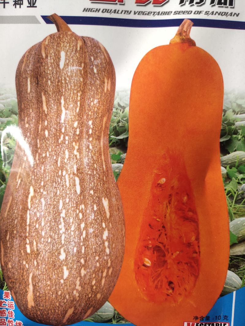 蜜甜南瓜杂交一代，早中熟，瓜型粗棒锤型肉厚，成熟瓜皮橙黄