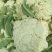 青梗小米散花菜
