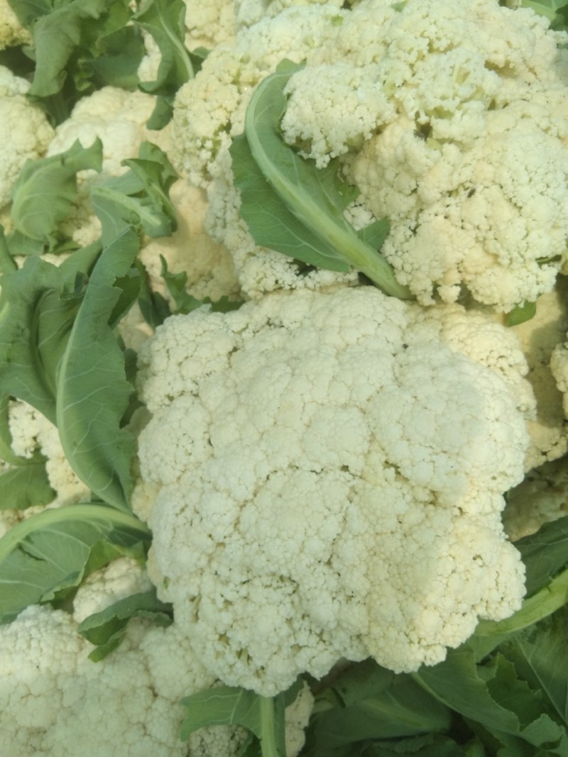青梗小米散花菜