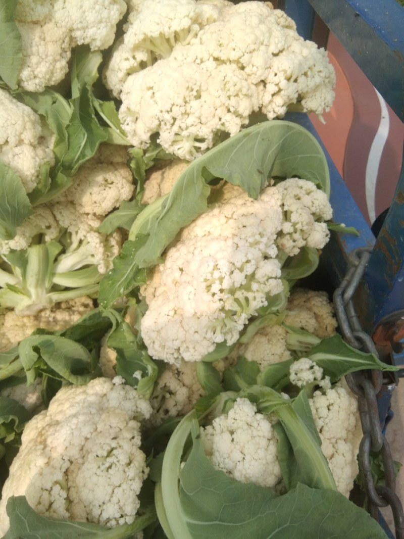青梗小米散花菜