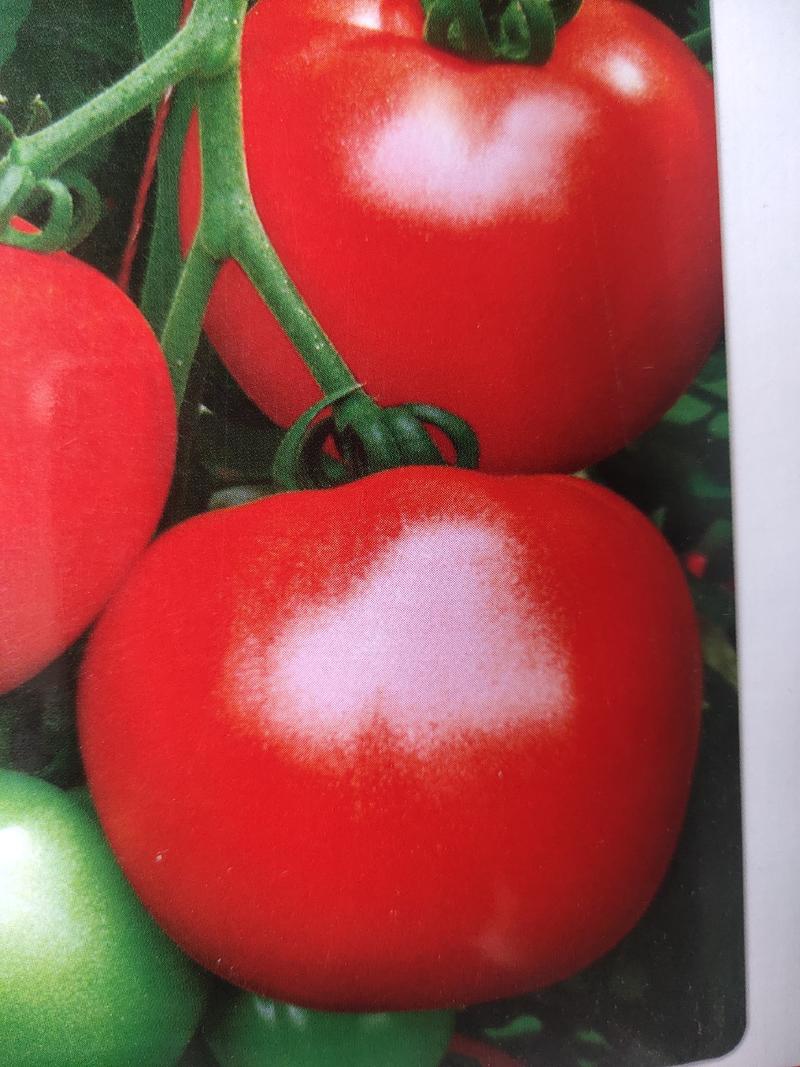 博士红西红柿。杂交一代，早熟。抗病果色鲜艳大红果实齐整