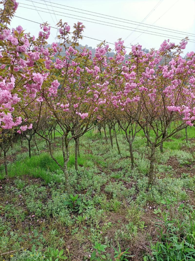 樱花福建山樱花早樱晚樱10～14公分，规格齐全