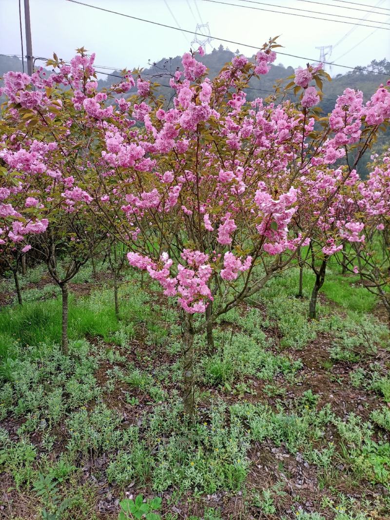 樱花福建山樱花早樱晚樱10～14公分，规格齐全