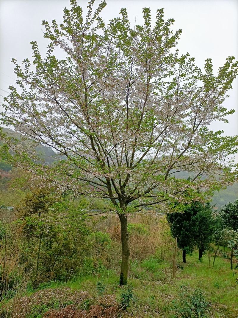 樱花福建山樱花早樱晚樱10～14公分，规格齐全