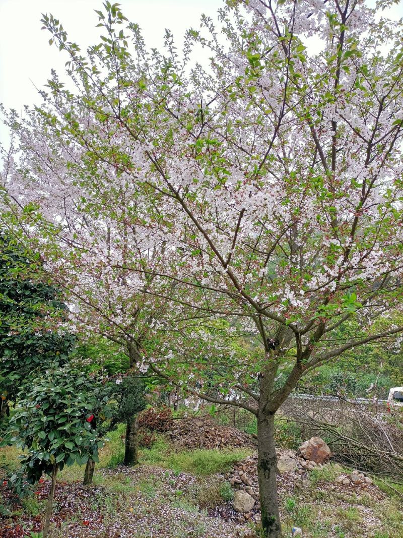樱花福建山樱花早樱晚樱10～14公分，规格齐全